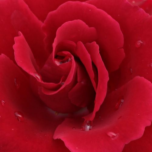 Rosa  Bánát - róża bez zapachu - Róże pienne - z kwiatami bukietowymi - czerwony  - Márk Gergely - korona zwisająca - -